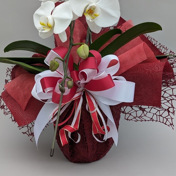 願掛け胡蝶蘭】 白 1本立ち 10輪以上（つぼみ含む）ラッピング付き