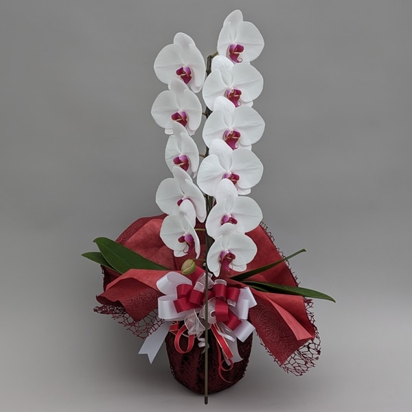 愛ふわふわ 白い胡蝶蘭 ラッピング付き 110センチ 北海道、沖縄発送