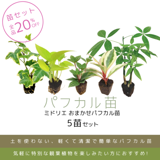 セットでお得なパフカル苗!厳選のおまかせパフカル苗5苗セット!/観葉