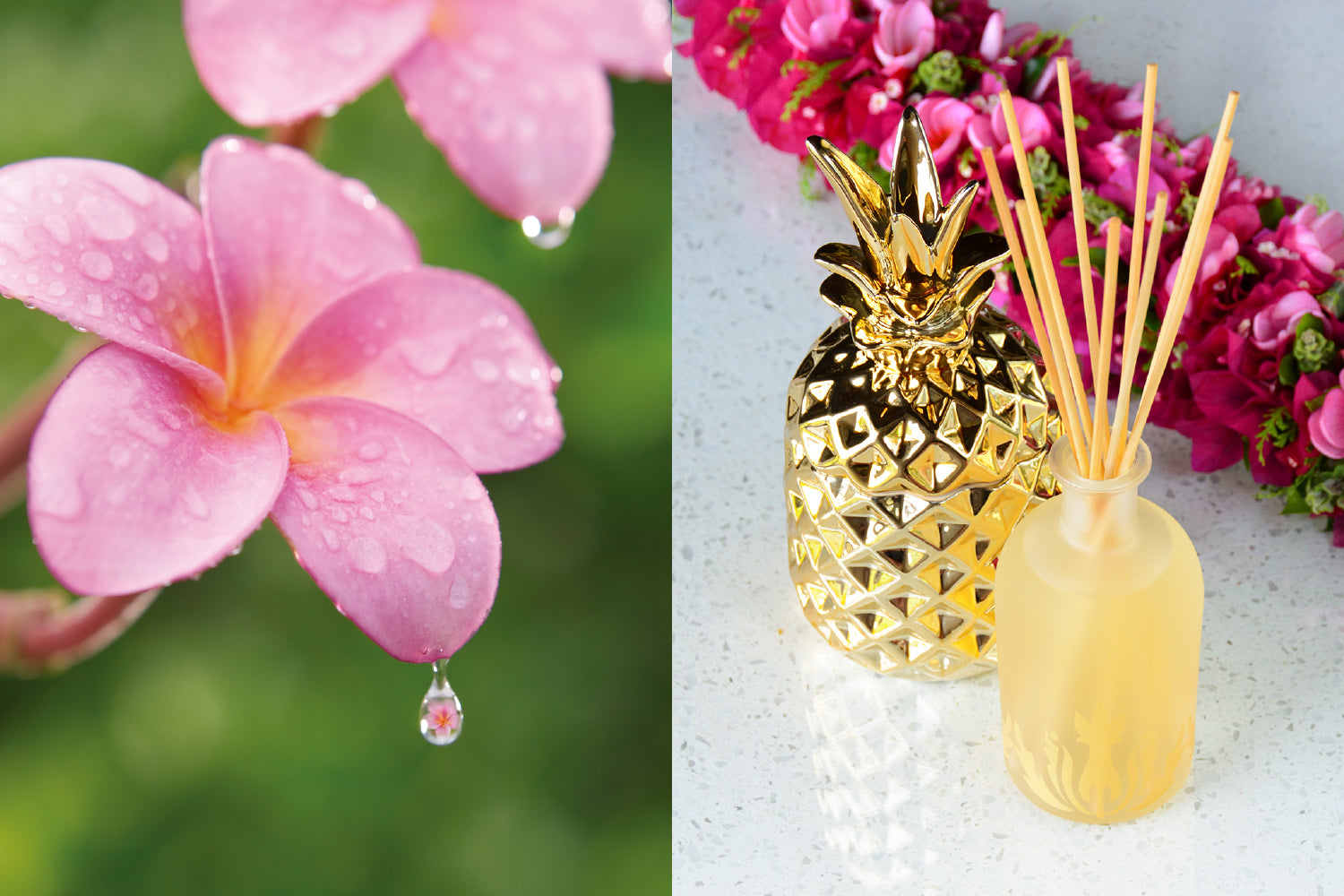 マリエオーガニクス日本公式サイト - Malie Organics 公式オンラインストア