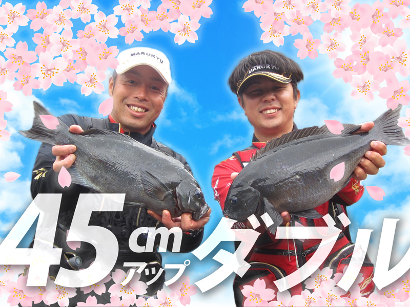 49&45cmグレをキャッチ！〜大分県津久見市 | マルキユー九州 フカセ