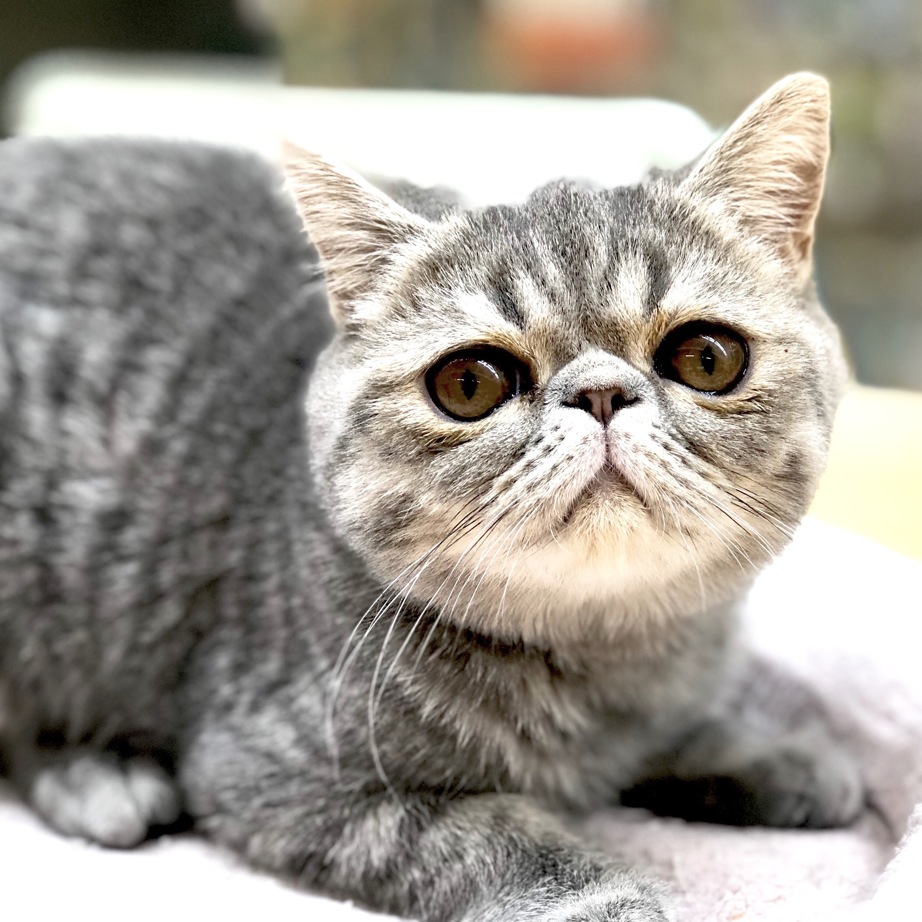 エキゾチックショートヘア | ペットショップ マルワン 小さめ子犬 美形