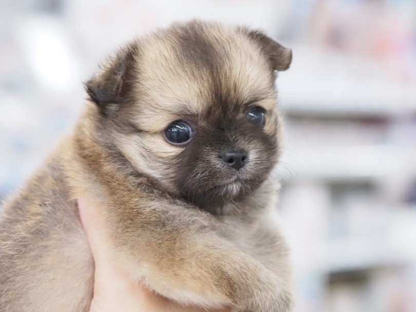 チワワ 】コツメカワウソ系！？フォーンカラーの可愛すぎる逸材