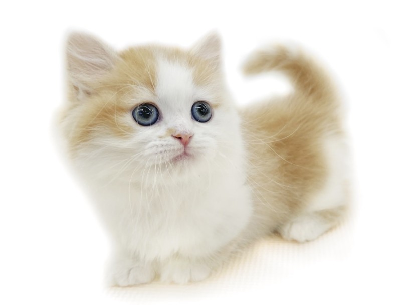 マンチカン 】可愛いルックスと短足に大注目！更にはコミカルな動きや