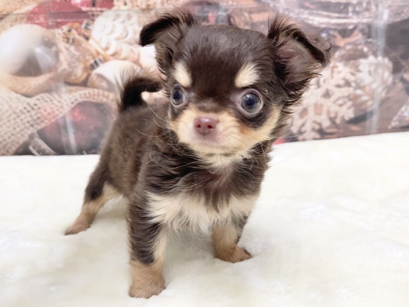 チワワ 】チョコタンカラーとドワーフ体型のコンビネーション最強女子