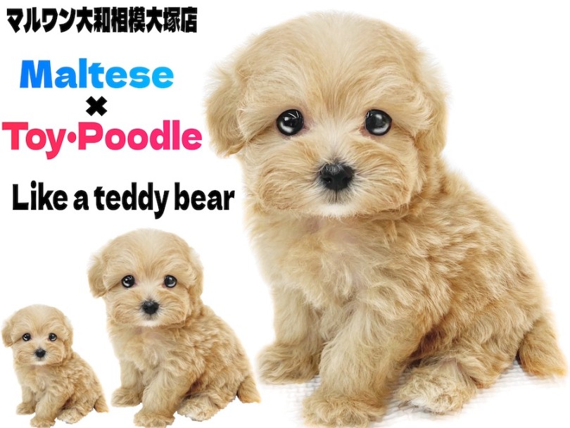 マルプー 】丸い体型が可愛い！マルチーズとトイプードルのテディベア