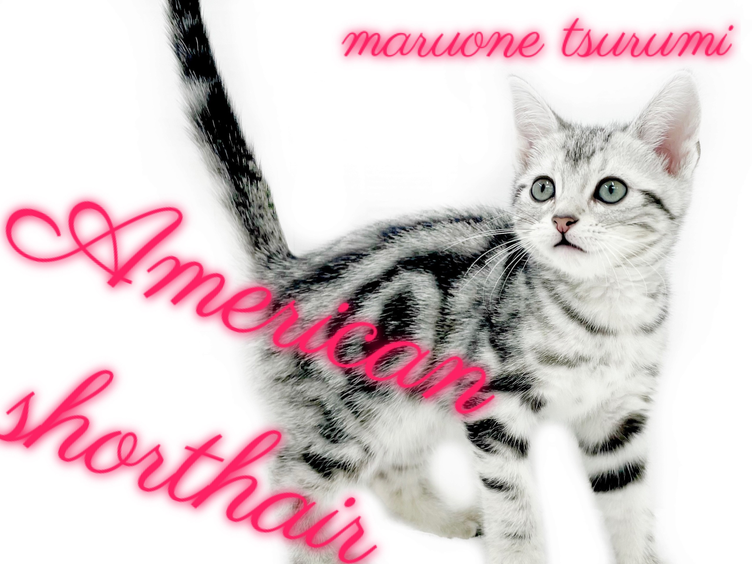 アメリカンショートヘア 】社交的な温厚にゃんこ！初心者様にも