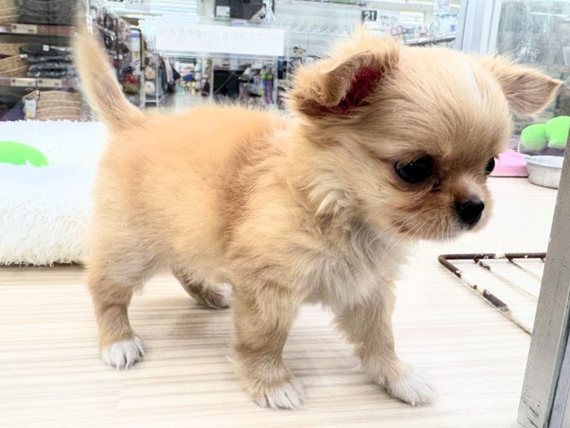 チワワ 】クリームカラーの笑顔を届けてくれる天使！ | マルワンBLOG