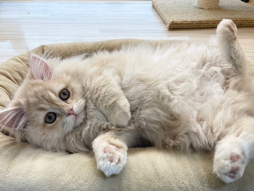ラガマフィン 】淡い毛色のぬいぐるみ猫！進化が止まらない可愛さに大