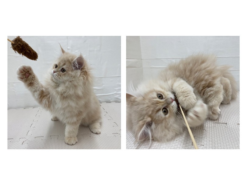 ラガマフィン 】淡い毛色のぬいぐるみ猫！進化が止まらない可愛さに大