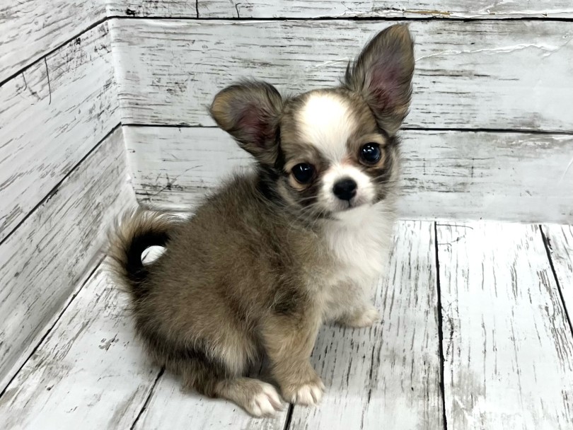 チワワ 】フォーン&ホワイトカラーの王子様。良血統のチワワくん入店