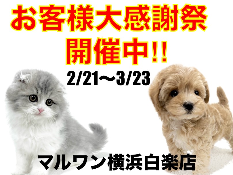 お知らせ 】お客様大感謝祭開催中！マルワン横浜白楽店の子犬子猫紹介