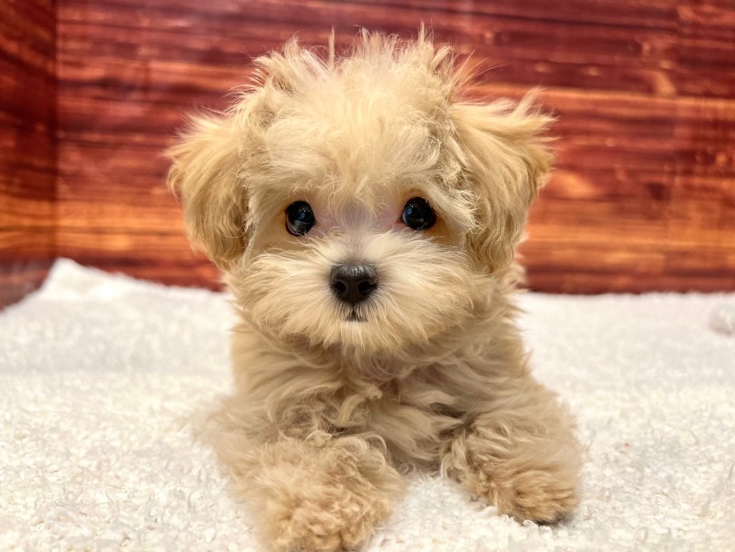 MIX 】マルチーズとトイプードルの最強MIX！大人気マルプー登場