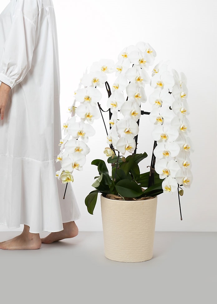 PREMIUM】胡蝶蘭 3本立ちエグゼクティブ 42輪以上 | 生花グルメ通販の