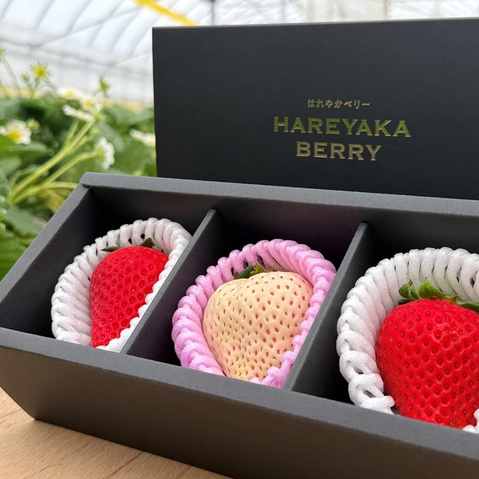 SANCHICOLOR（サンチカラー）|JR東海MARKET|産直|特産品|名産品|生産者