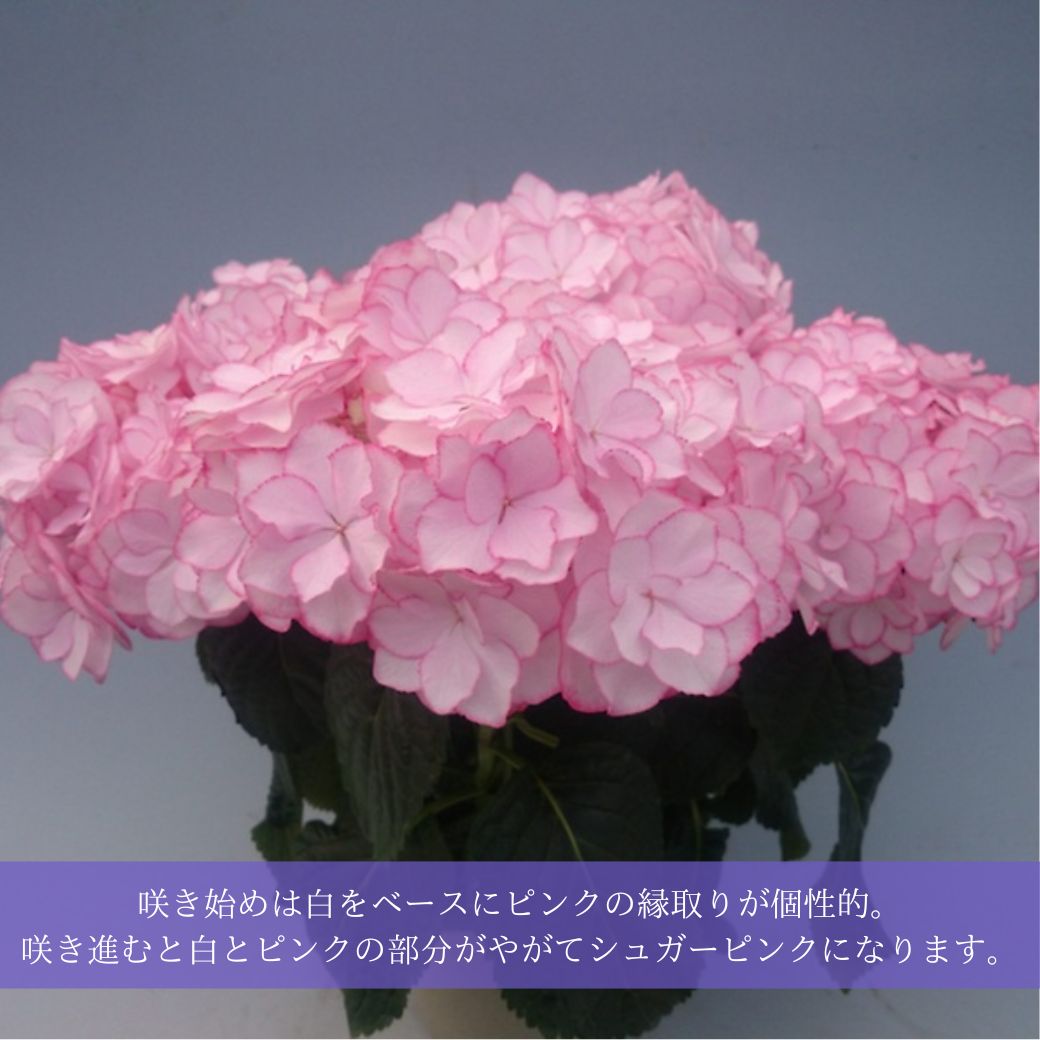 2026 母の日ギフト アジサイ ケイコ ピンク 鉢植え 5号