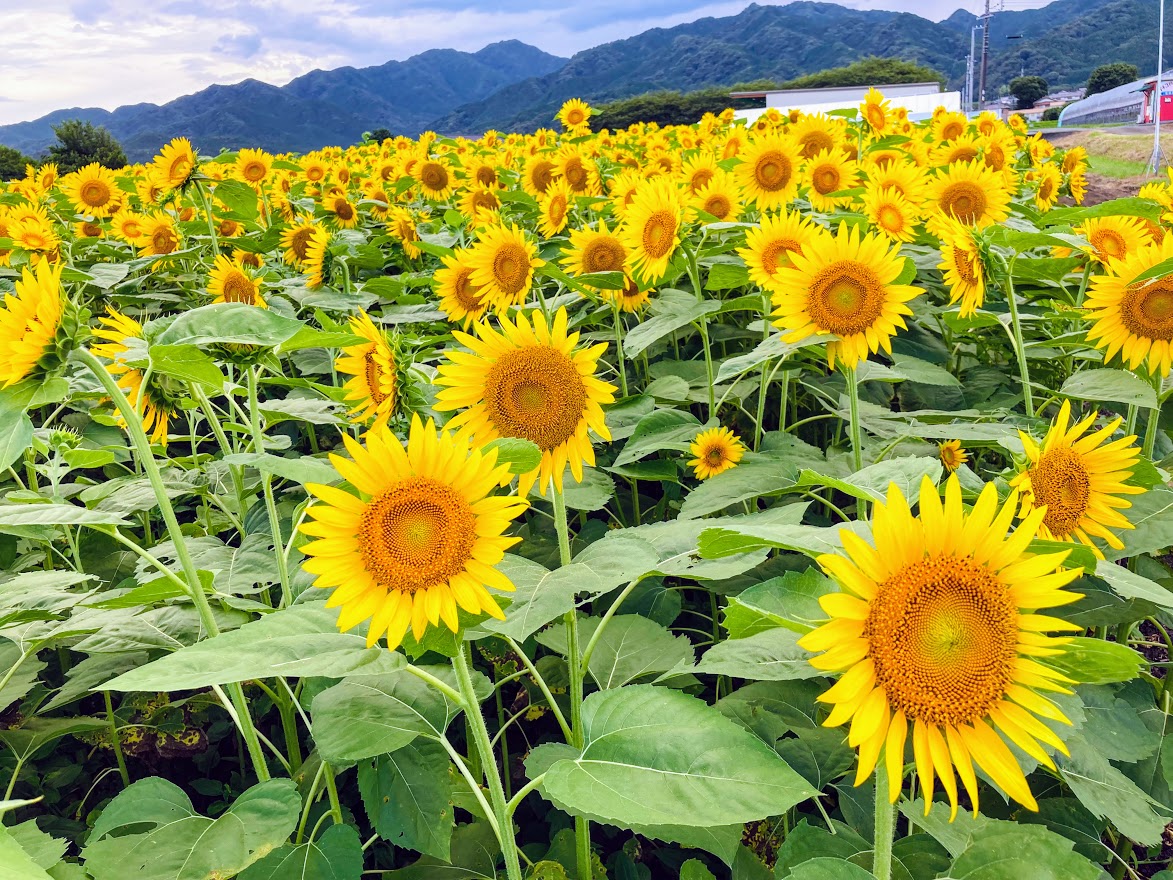 松阪市】満開のひまわりに囲まれて！「JAみえなかのひまわり畑」に行っ