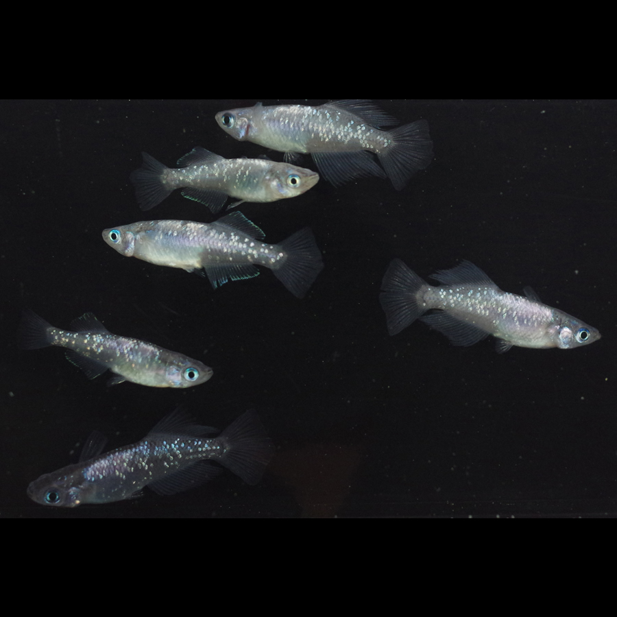 スーパー魔王改 メダカ めだか （M～Lサイズ） 3ペア / メダカ販売