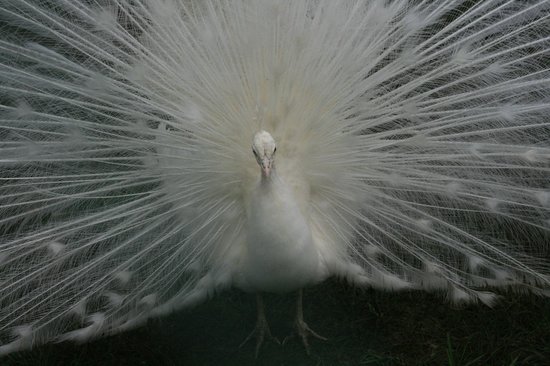 白孔雀：熊本市動植物園の写真 - トリップアドバイザー