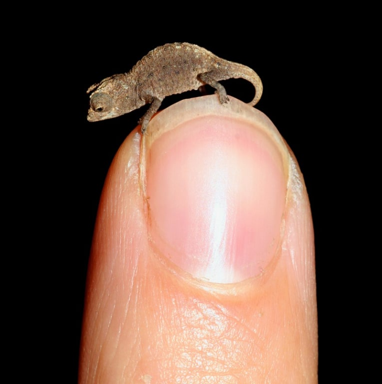 Some spot color: Meet the world's tiniest chameleon