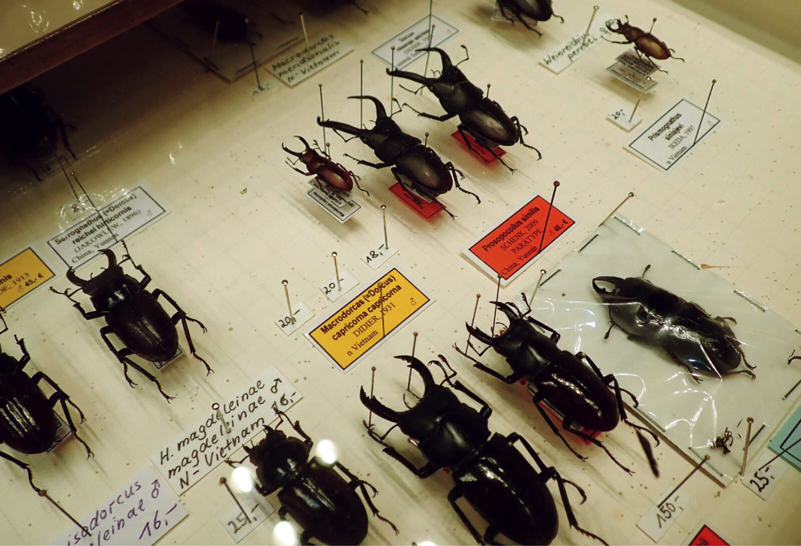 気になる海外の昆虫標本事情は？欧州インセクトフェア見聞録