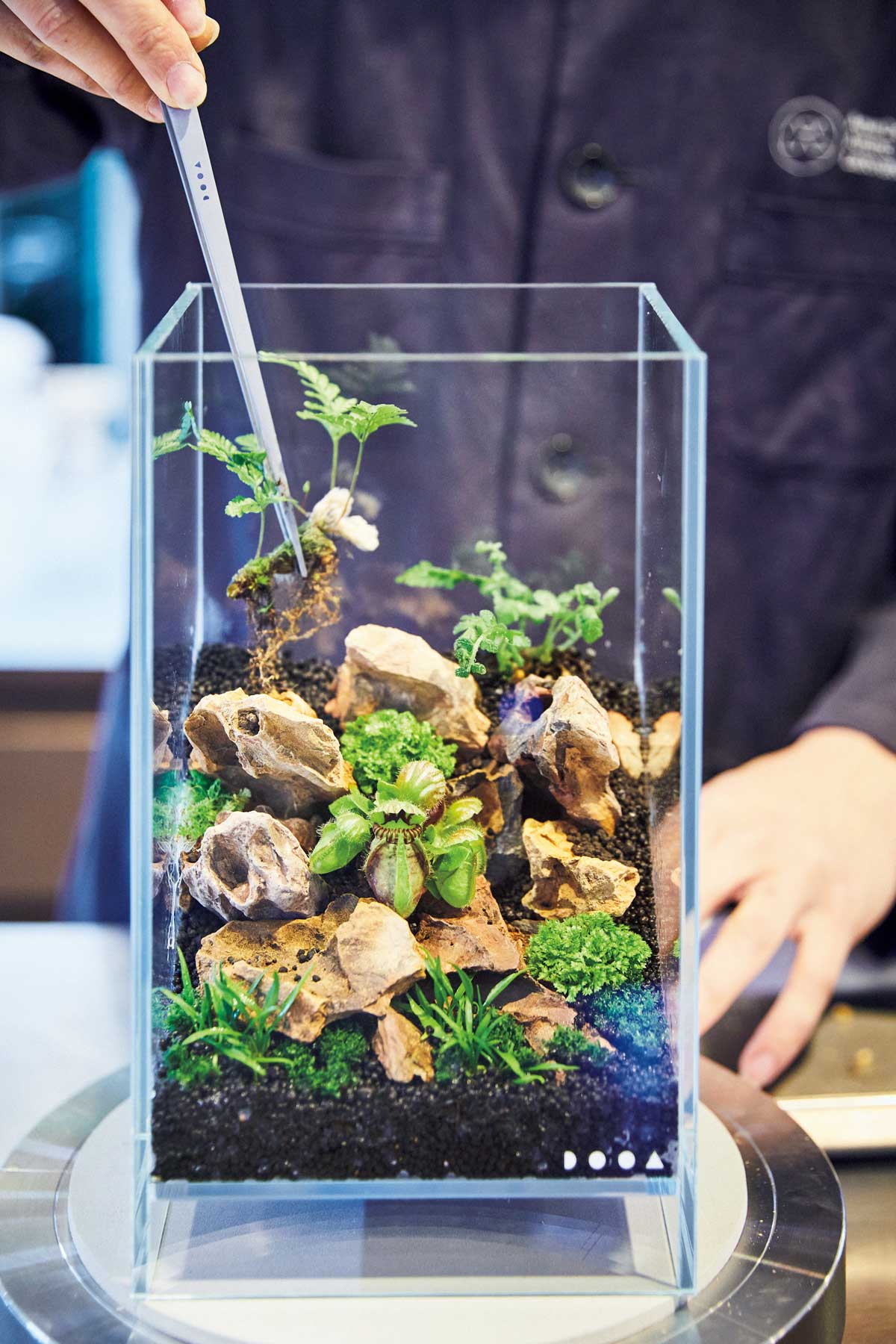 水槽に熱帯雨林の景色を作り、愛でる。LED栽培の愉しみかた