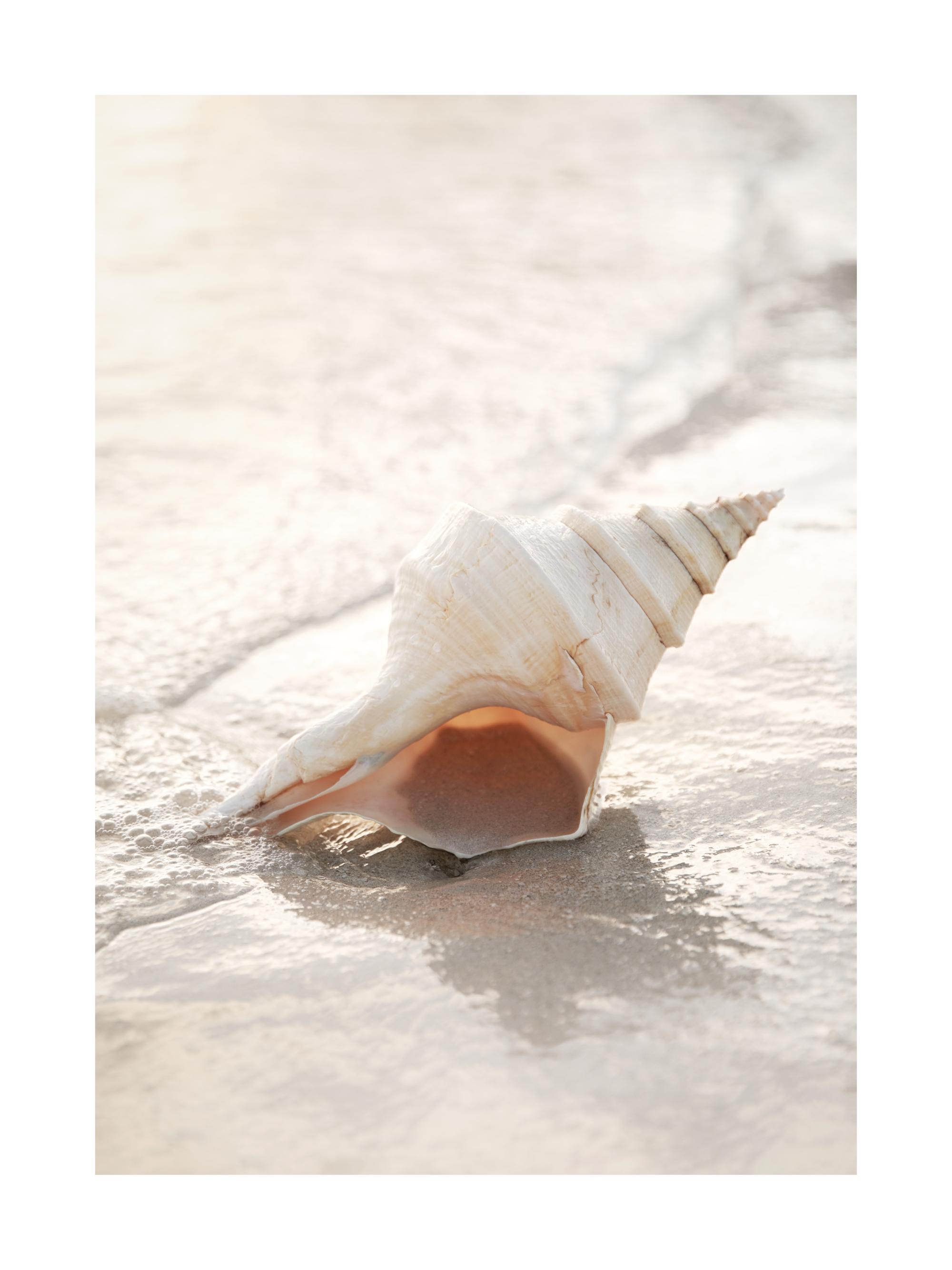 Shell on Beach Print