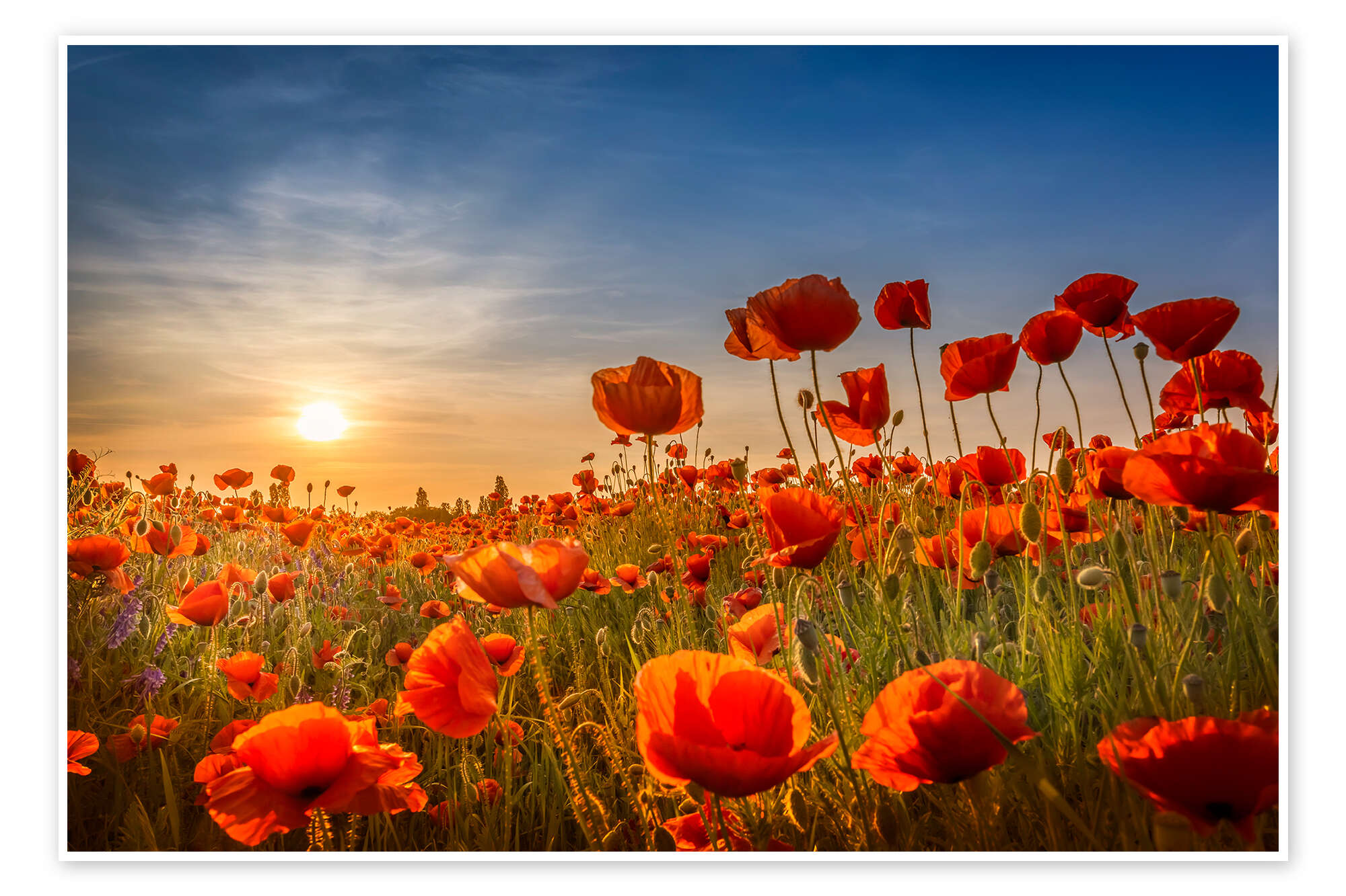 Poppy Field at Sunset I print by Melanie Viola | Posterlounge