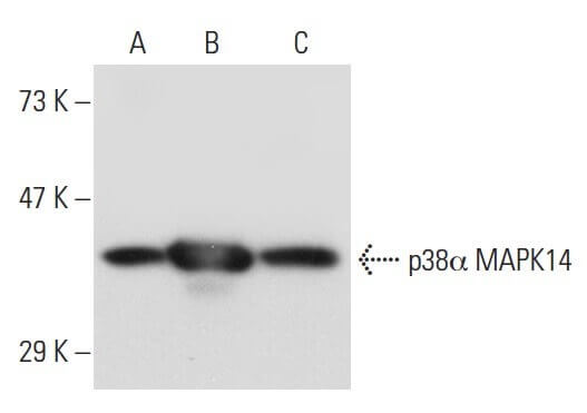 p-p38 MAPK抗体(D-8) | SCBT - Santa Cruz Biotechnology