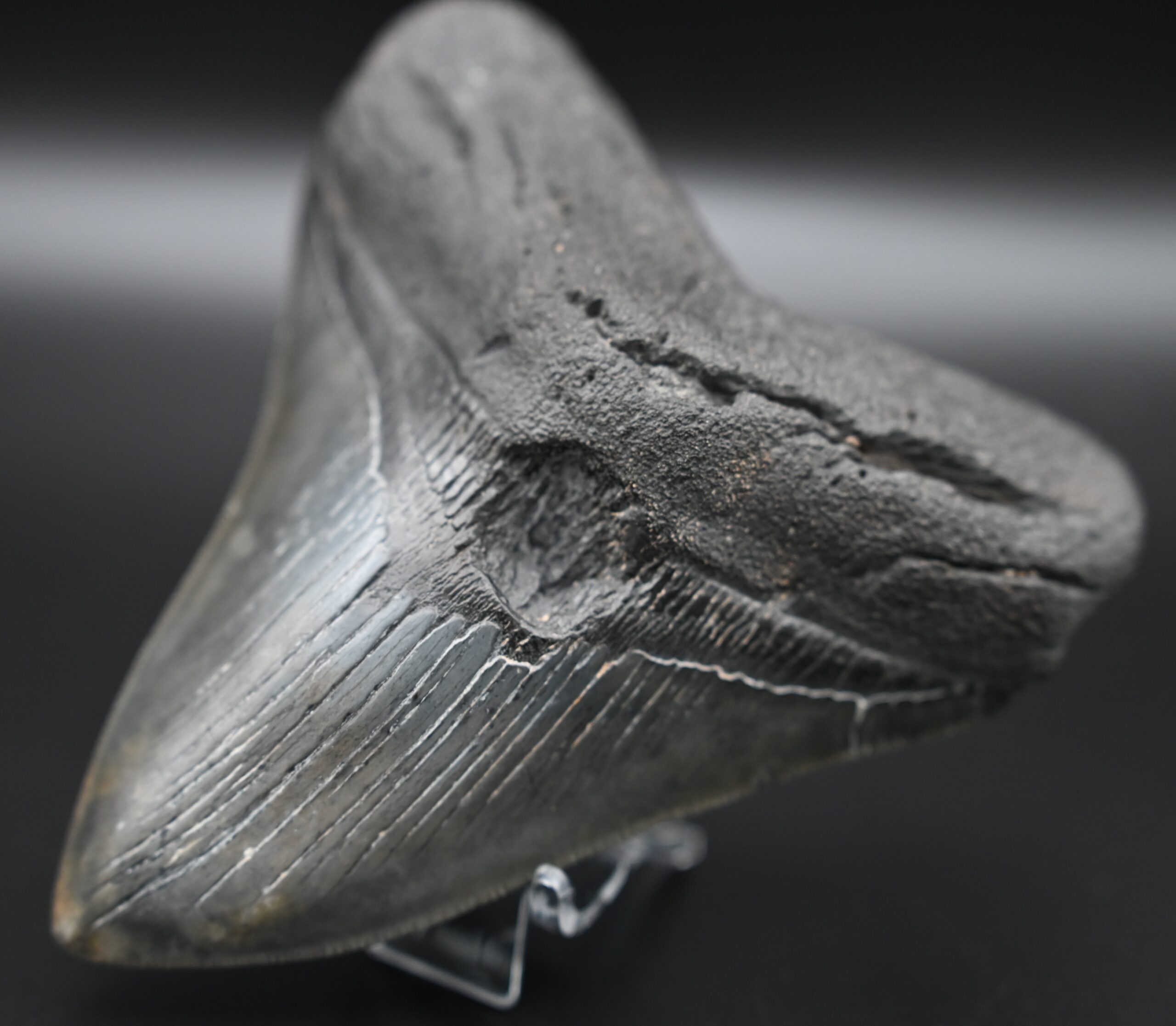 メガロドンの歯の化石 mgaz5001 | Megalodon-teeth.jp