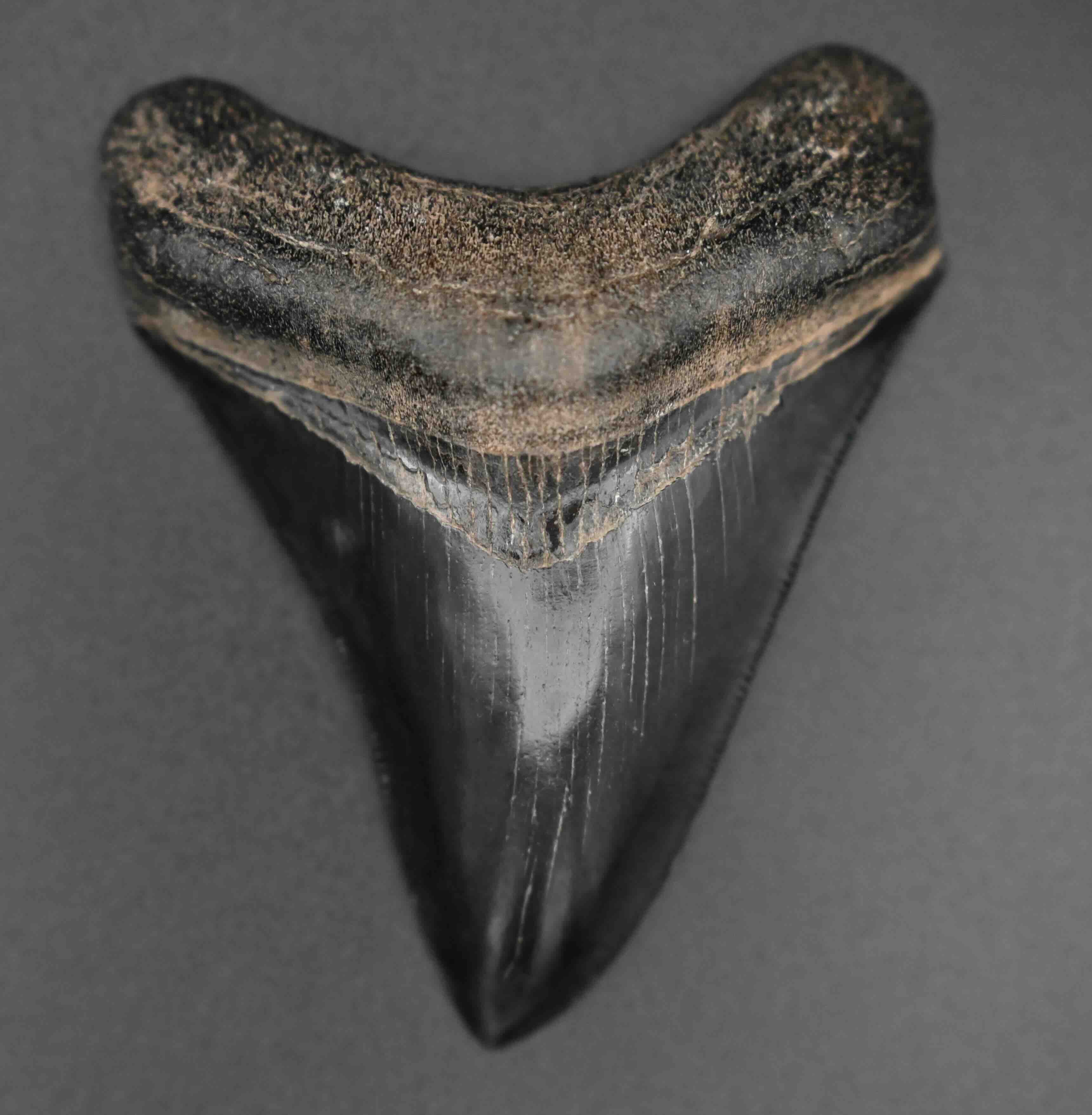 メガロドンの歯の化石 mgaz5005 | Megalodon-teeth.jp