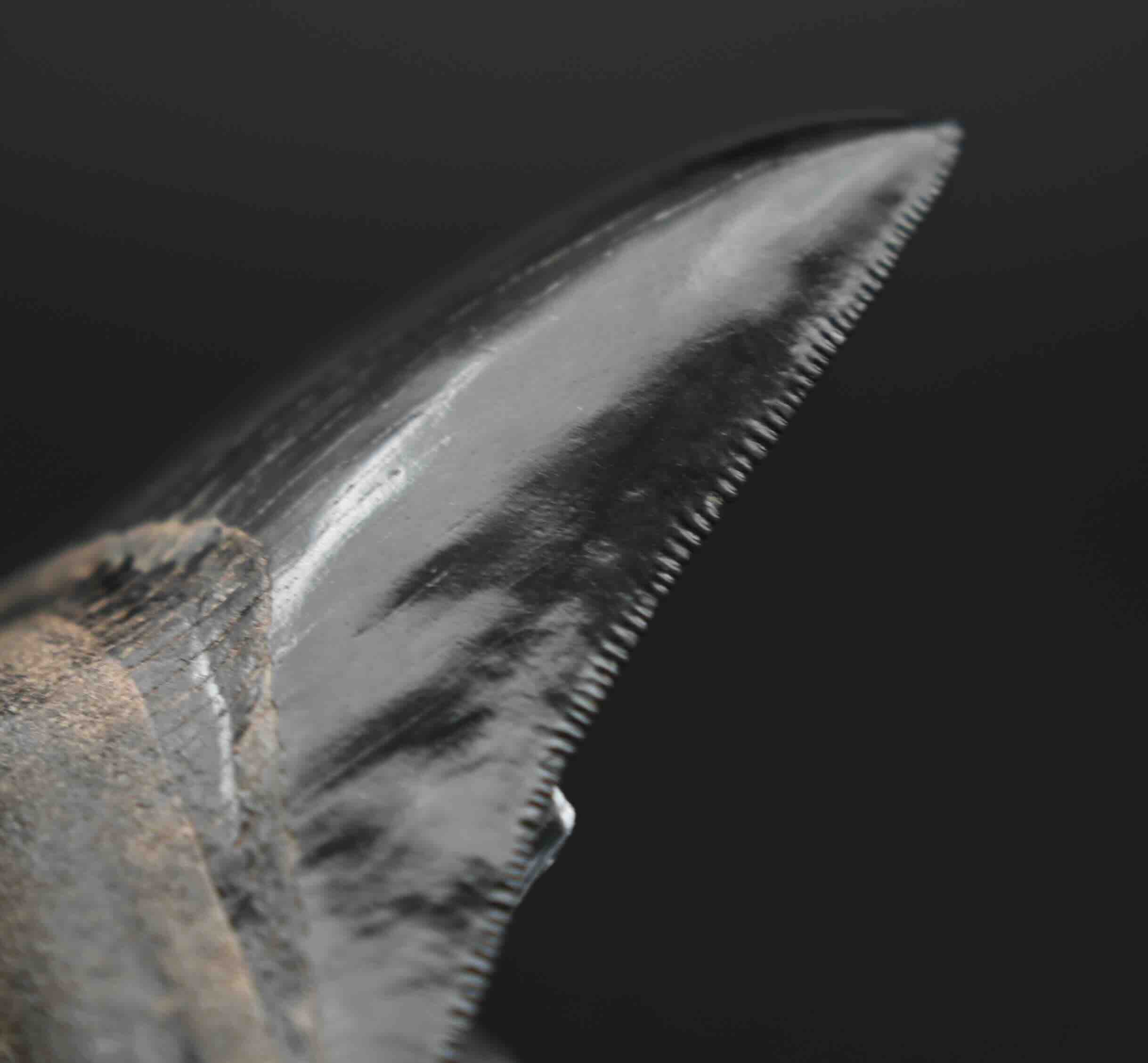 メガロドンの歯の化石 mgaz5005 | Megalodon-teeth.jp