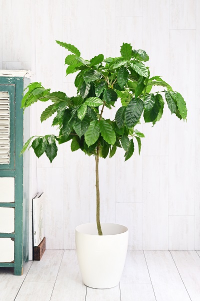 flower gift lab / コーヒーの木8号 （ラスターポット付）