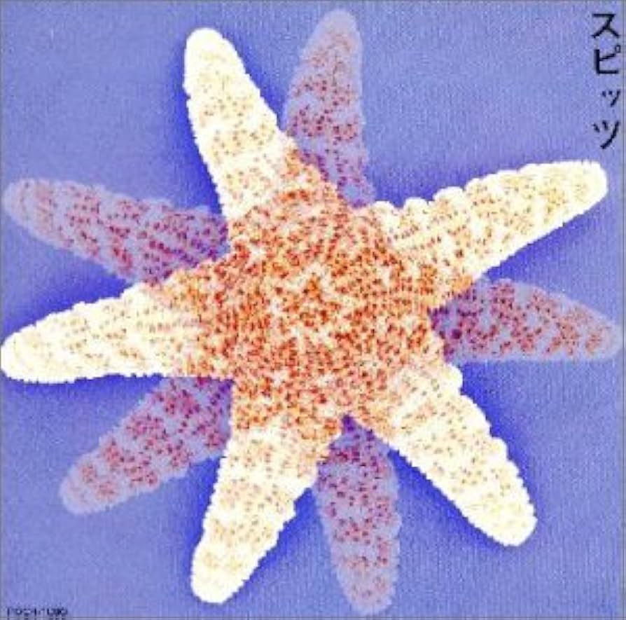 Amazon.co.jp: スピッツ: ミュージック