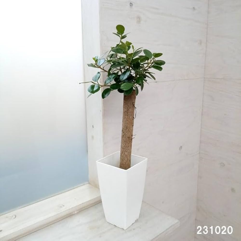 斑入りガジュマル パンダ 丸台木 接木株 活着済 白斑強 5号鉢 丸幹