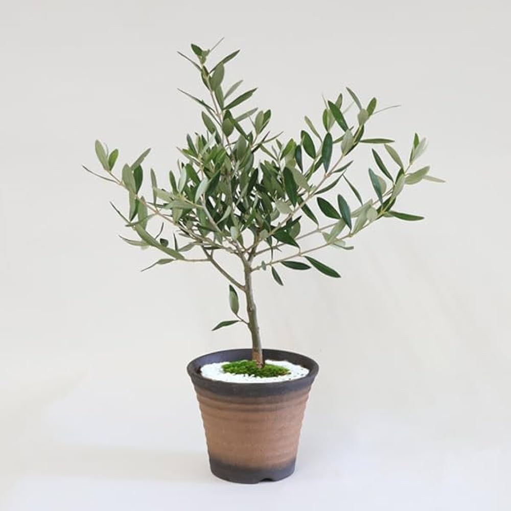 Amazon.co.jp: 和モダン：オリーブの木*(萬古焼イブシ反鉢)(苔・寒水付