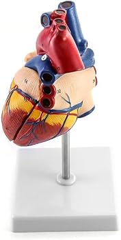 ⭐️新品 KIYOMARU 心臓模型 1.5倍大 10パーツ分解 医療 教育用途