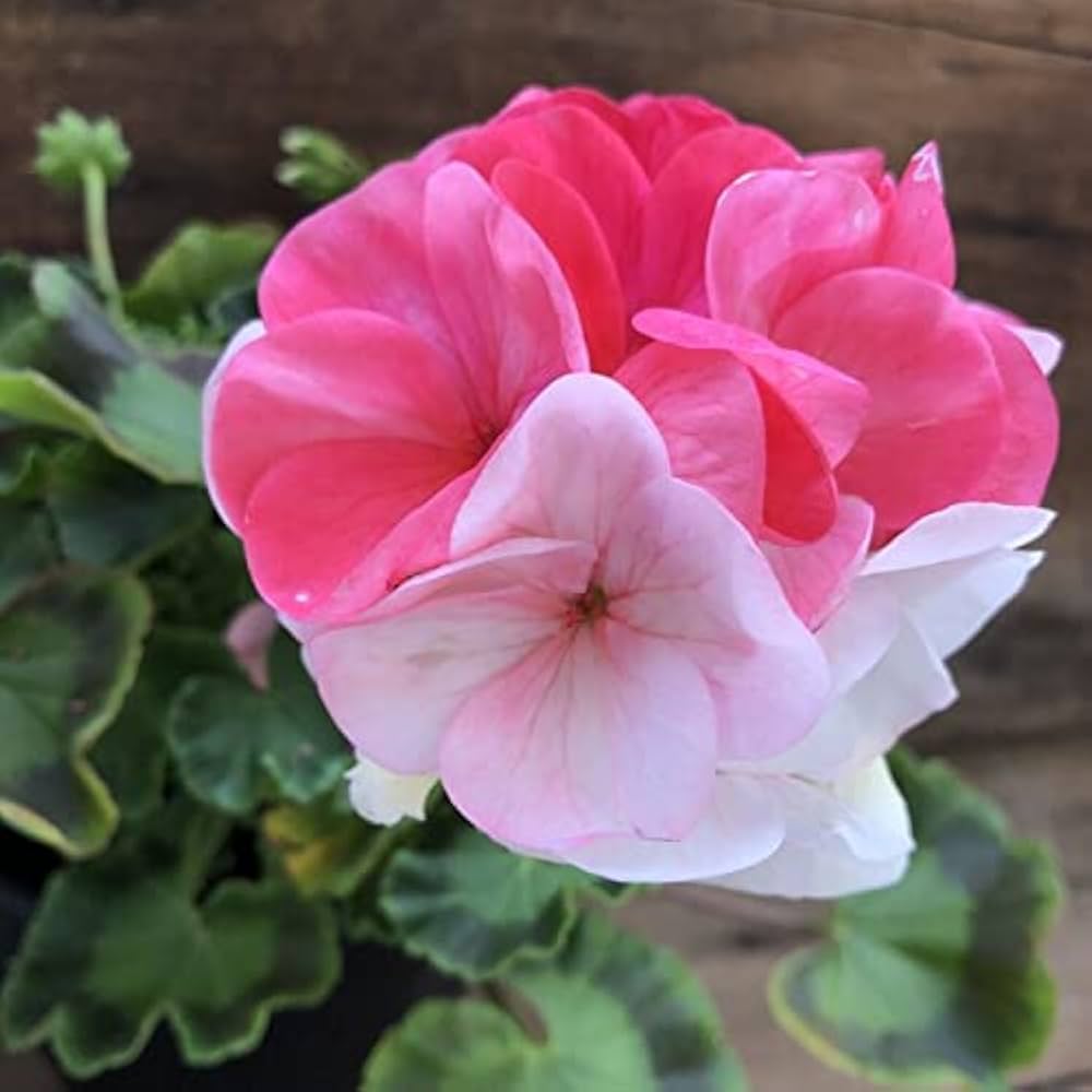 Amazon.co.jp: ホワイトtoローズ 移り色ゼラニウム 育てやすい