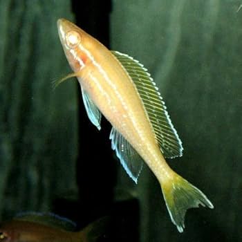 Amazon.co.jp: タンガニイカ シクリッド ガイド 自然図鑑 2 洋書 Guide