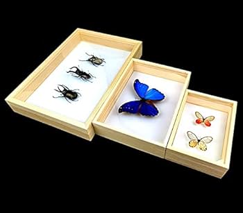 Amazon.co.jp: 標本箱無垢材昆虫標本箱蝶標本箱ガラス面ポピュラー
