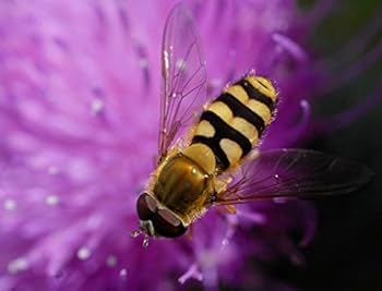 Amazon | TAMRON 単焦点マクロレンズ SP AF90mm F2.8 Di MACRO 1:1
