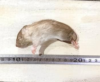 Amazon | 国産冷凍ラット (ファジー M 30 g 5匹) | 冷凍ラットくん