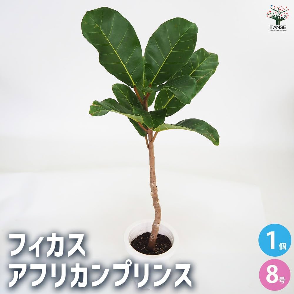 510TPqZBL3L._AC_UF1000,