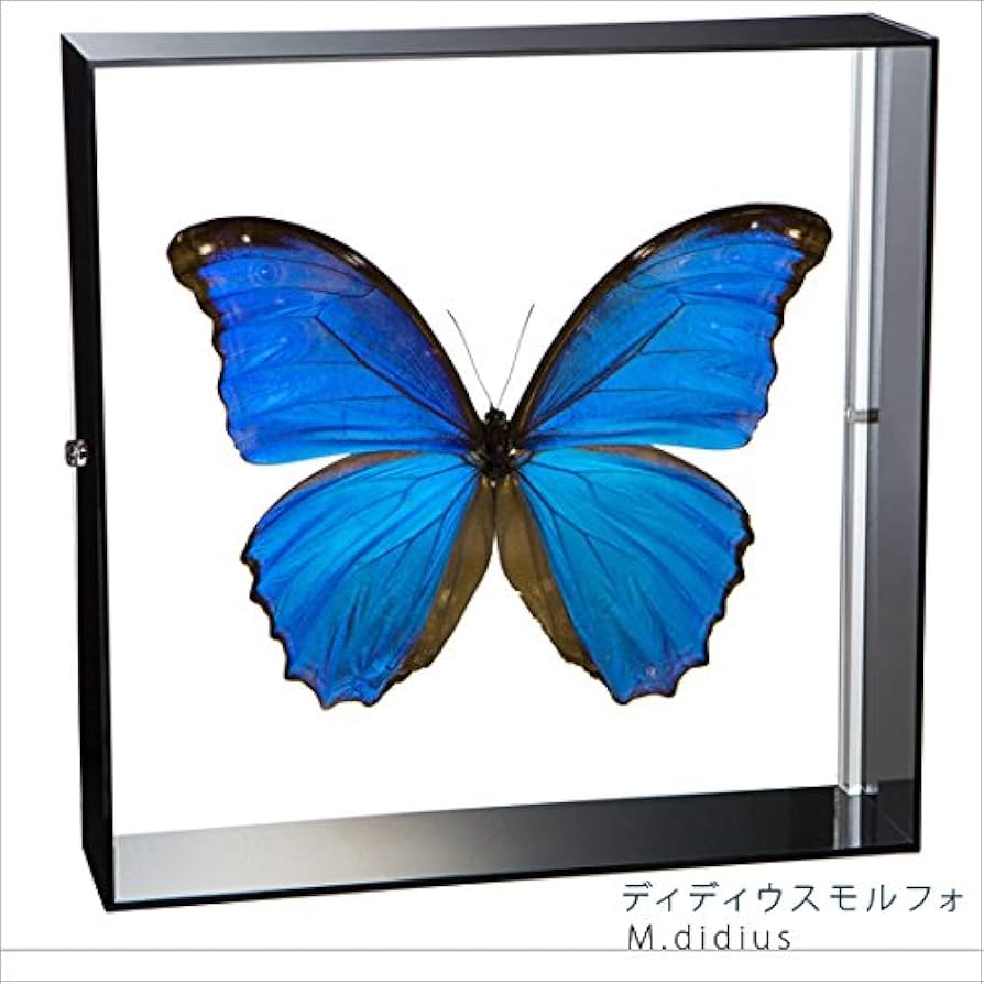 Amazon.co.jp: 蝶の標本 ディディウスモルフォ Morpho didius モルフォ