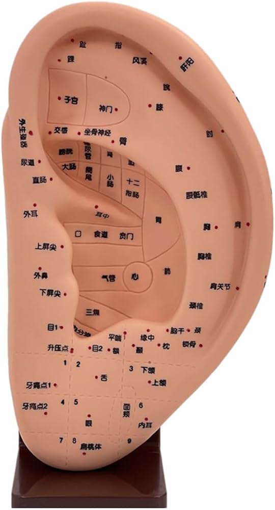 Amazon.co.jp: 耳模型 耳つぼ模型 耳つぼジュエリー 耳介図 ツボ 位置
