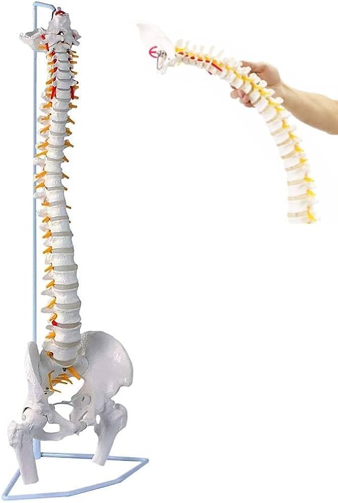 Amazon.co.jp: UPstore 実物大 脊髄骨盤模型 90cm 背骨 脊柱模型 1/1