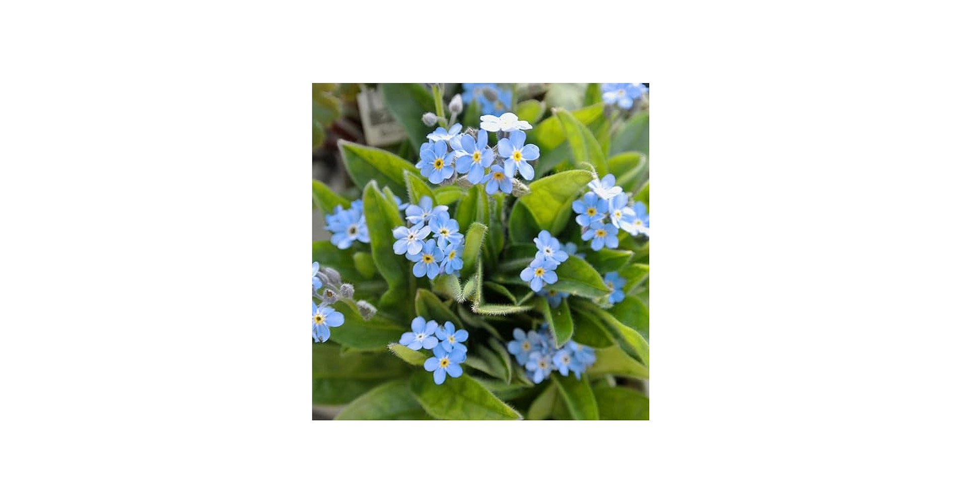 Amazon｜ハッピーガーデン 花苗 わすれな草 ブルー 1鉢 3～3.5号 【お