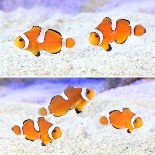 カクレクマノミの魅力とは！飼育難易度や特徴、泳ぎ方などかわいさを