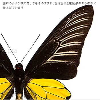 蝶の標本 インドの珍しいアゲハチョウ(A1) 蝶の標本 インドの珍しい