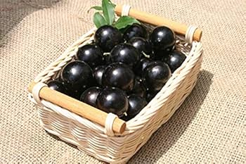 Amazon.co.jp: 大株四季成りジャボチカバ苗木[12年生中葉系実生苗樹高